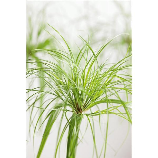 Cyperus - Zyperngras - Wasserpalme - Papyrusgras - Wasserpflanze - Sumpfpflanze