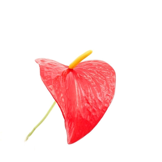 Červený plameňák (Anthurium andraeanum 'Red Bull') – Exotická pokojová rostlina, 50–60 cm, dlouhá a nenáročná na péči.