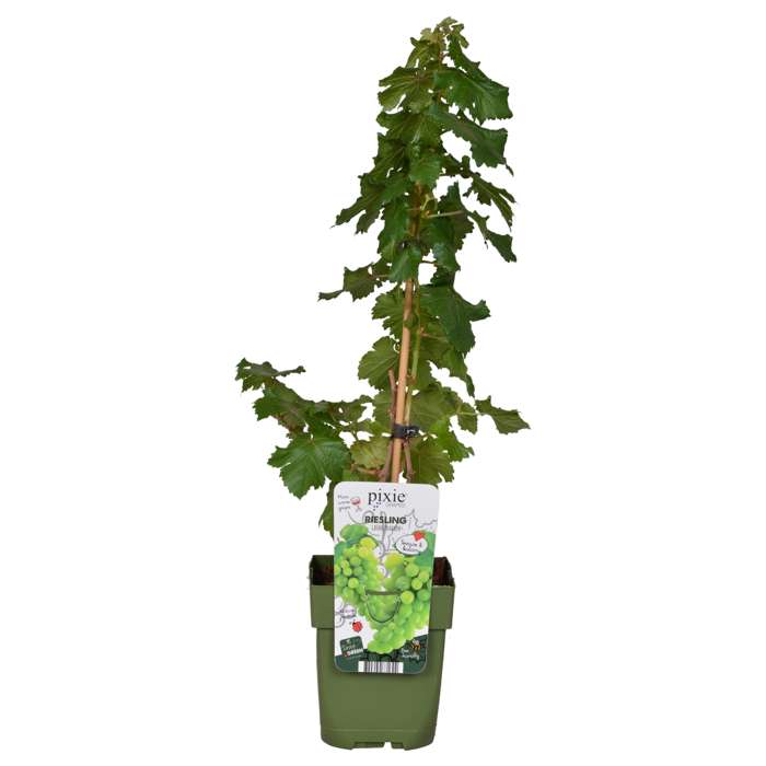 Vitis Pixie ‚Riesling‘ – Zwerg-Weinrebe, kompakt 50–70 cm, winterharte Mini-Weintraube für Garten & Kübel