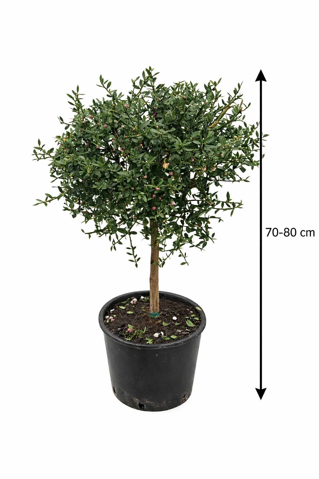 Kaviar-Limette (Microcitrus australasica) – Australische Fingerlimette mit roten Früchten – Exotische Zitruspflanze 70–80 cm inkl. Topf