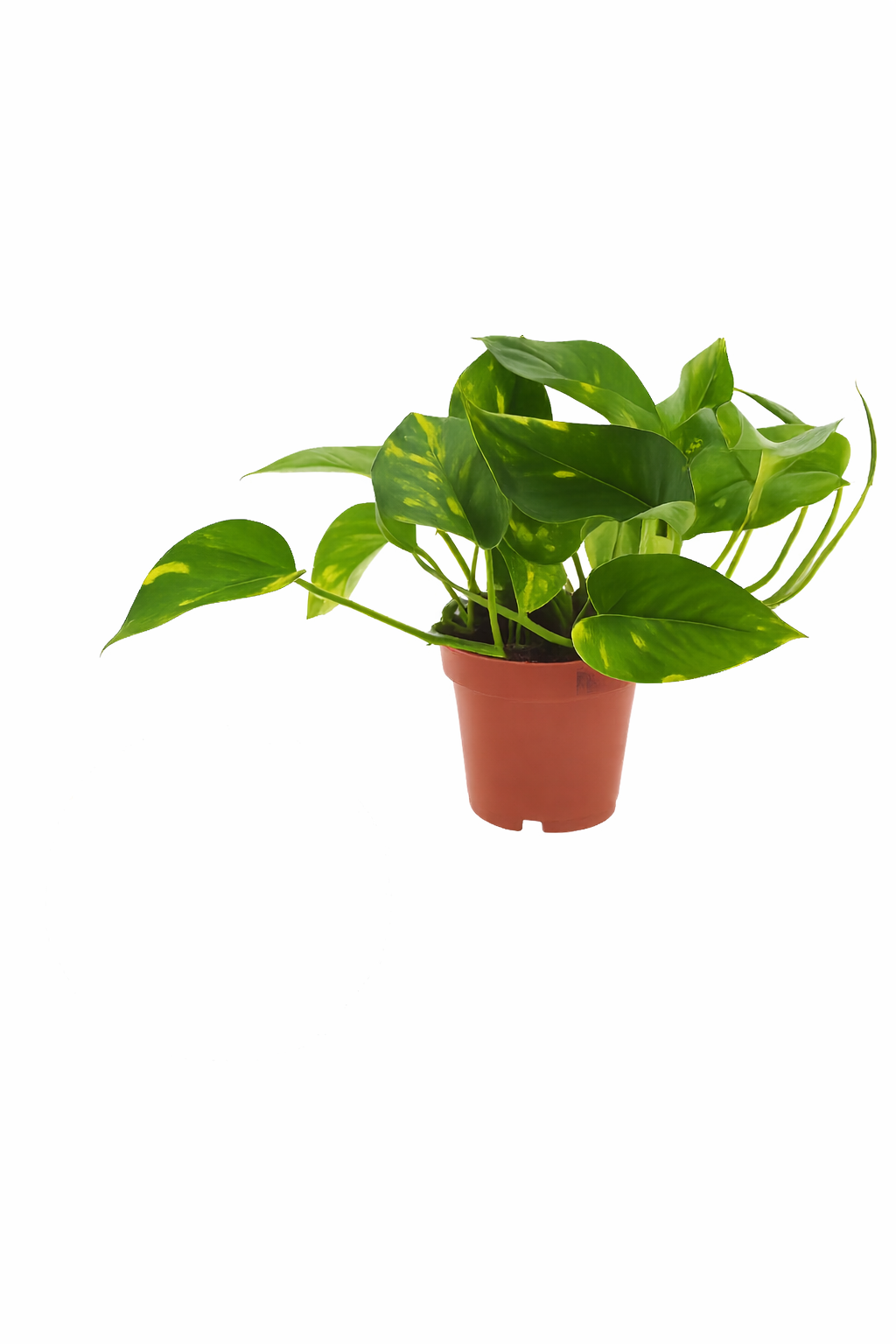 Epipremnum aureum (Efeutute / Goldene Efeutute) – Pflegeleichte Rank- & Hängepflanze – Zimmerpflanze im Topf Ø 12 cm – Gesamthöhe ca. 20 cm