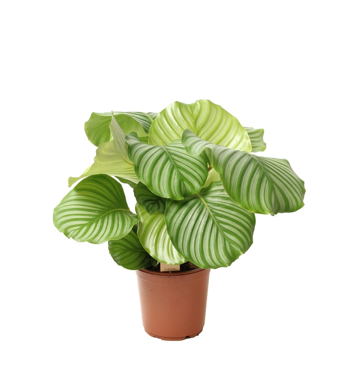 Calathea orbifolia cca. 80 cm - Maranta - Pokojová rostlina - Vhodné pro domácí mazlíčky