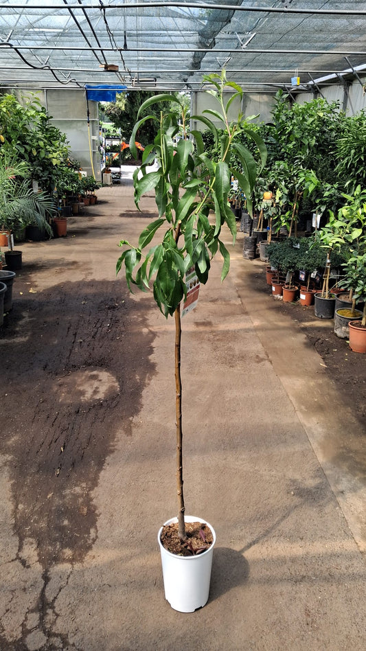 Nektarinenbaum ‘Fantasia’ (Prunus persica var. nucipersica) – ca. 160–200 cm hoch, veredelt auf Stamm – Saftige Früchte, pflegeleicht & winterhart