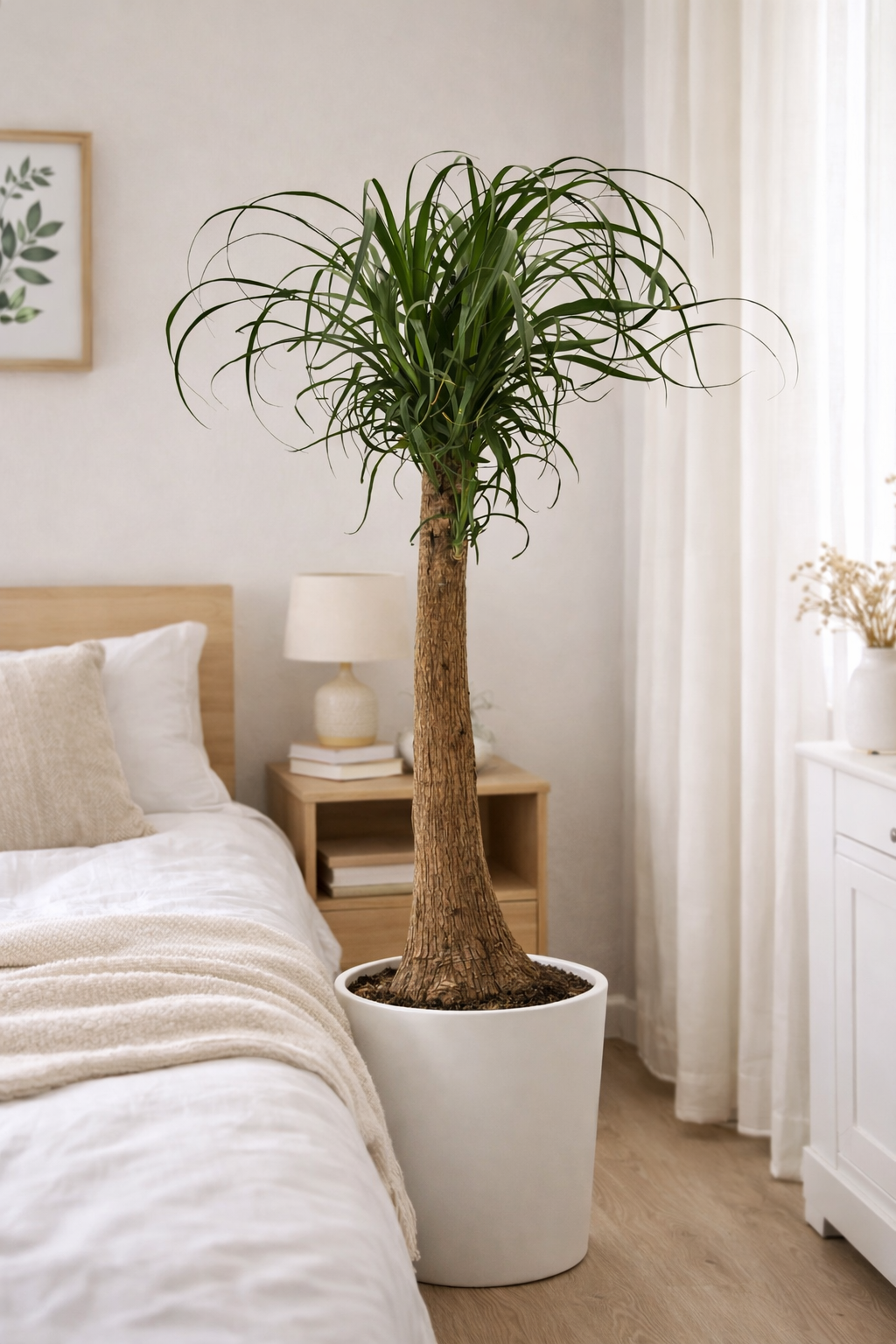 Elefantenfuß 80–100 cm – Beaucarnea recurvata | Flaschenbaum & Wasserpalme als pflegeleichte Zimmerpflanze