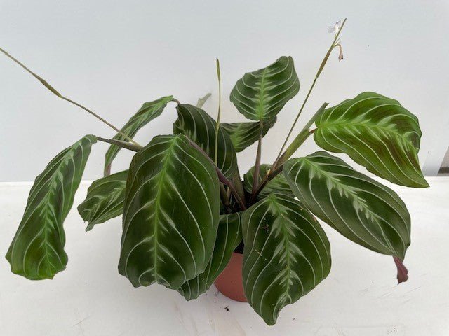 Maranta leuconeura 'Exclusive Dark' cca. 30 cm Arova kořen - Pokojová rostlina - Listnatá rostlina