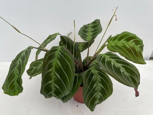 Maranta leuconeura 'Exclusive Dark' cca. 30 cm Arova kořen - Pokojová rostlina - Listnatá rostlina