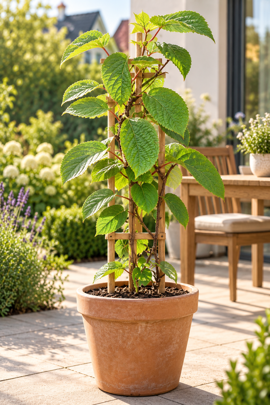 Kiwi ‘Minkimale’ – männliche Befruchterpflanze für ‘Minkigold’ – Kletterpflanze für Garten & Pergola – 40–60 cm inkl. Topf