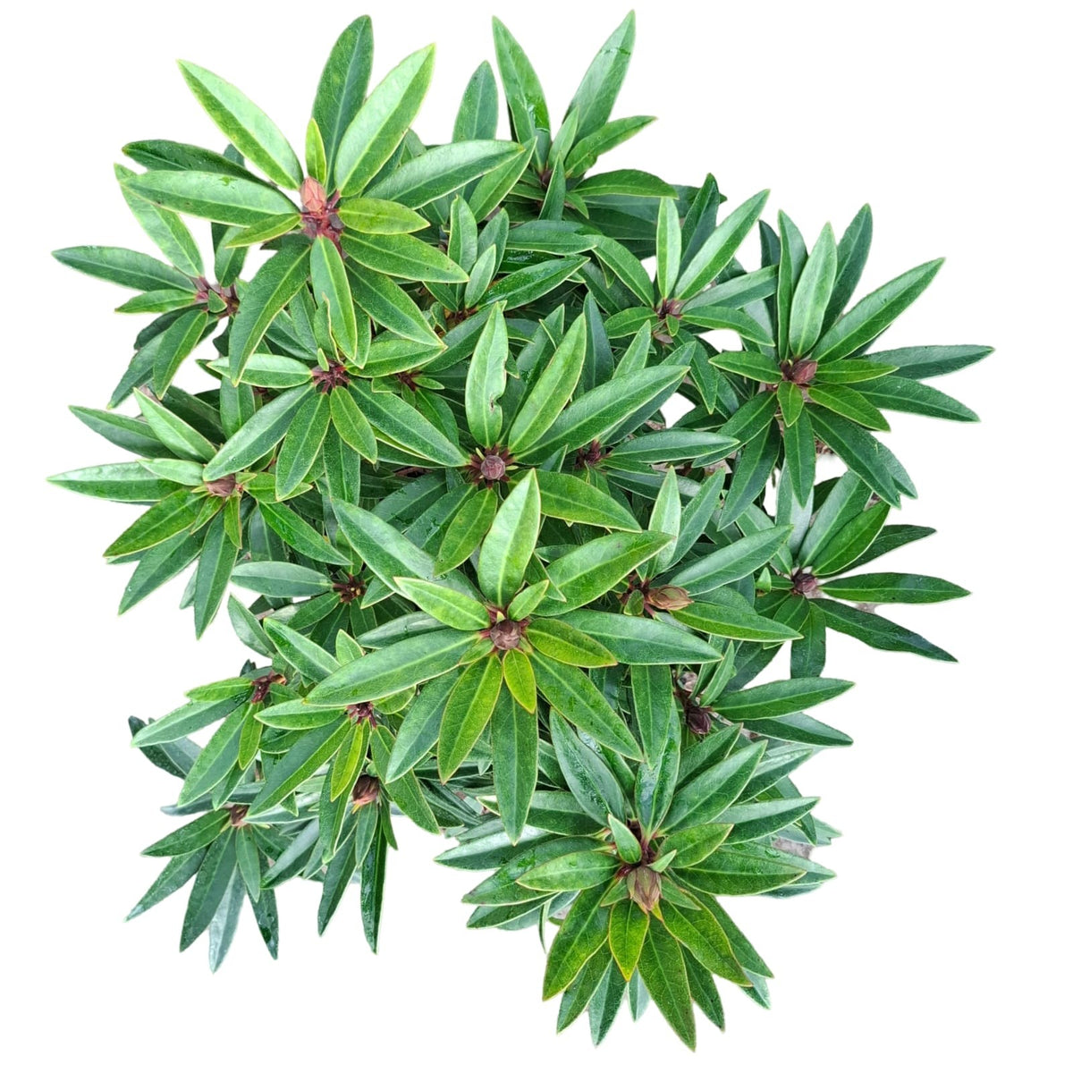 Zwerg-Rhododendron 'Graziella' – Rhododendron ponticum, ca. 50 cm | Winterhart & Immergrün