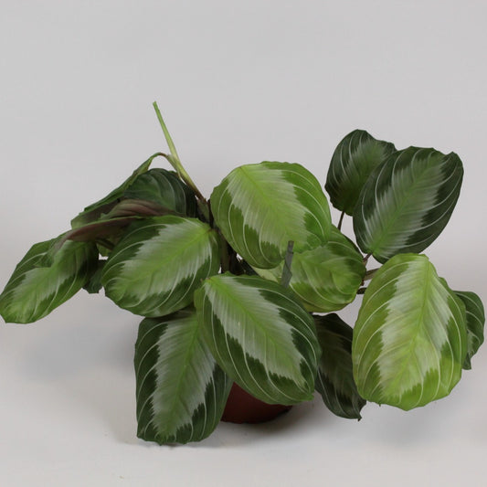 Maranta leuconeura 'Exclusive Grey' cca. 30 cm Arova kořen - Pokojová rostlina - Listnatá rostlina