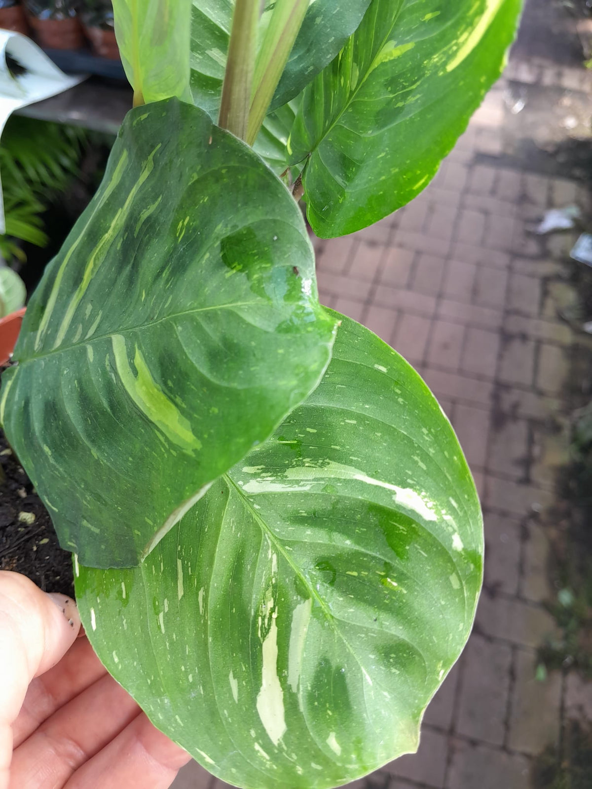 Maranta Leuconeura 'variegata ' ca. 30 cm Pfeilwurz - Zimmerpflanze - Grünpflanze