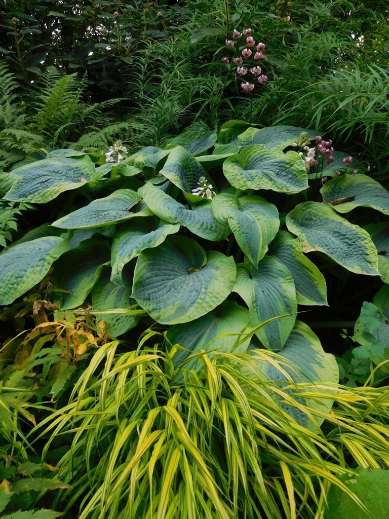 Funkie 'Frances Williams' – Hosta Staude im 1L Topf | Schattenstaude mit dekorativem Blattwerk
