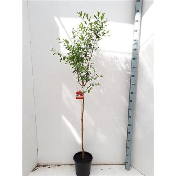 Granátové jablko 'Acco' 150-190 cm standardní strom - Punica Granatum - Ovocný strom - Granátová jablka / DOPRAVA ZDARMA