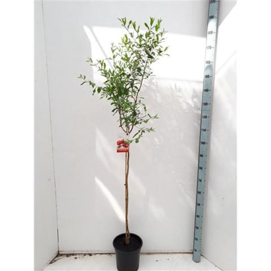 Granátové jablko 'Acco' 150-190 cm standardní strom - Punica Granatum - Ovocný strom - Granátová jablka / DOPRAVA ZDARMA