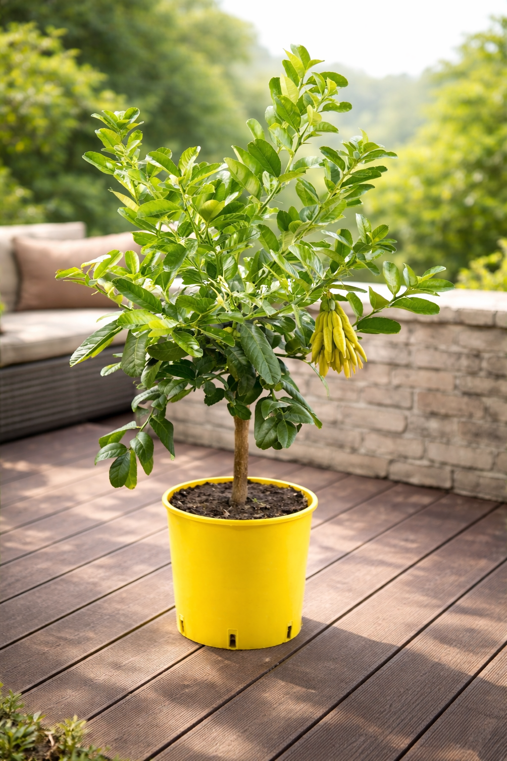 Buddhova ruka 80 cm - Citrus medica sarcodactylis - Citroník