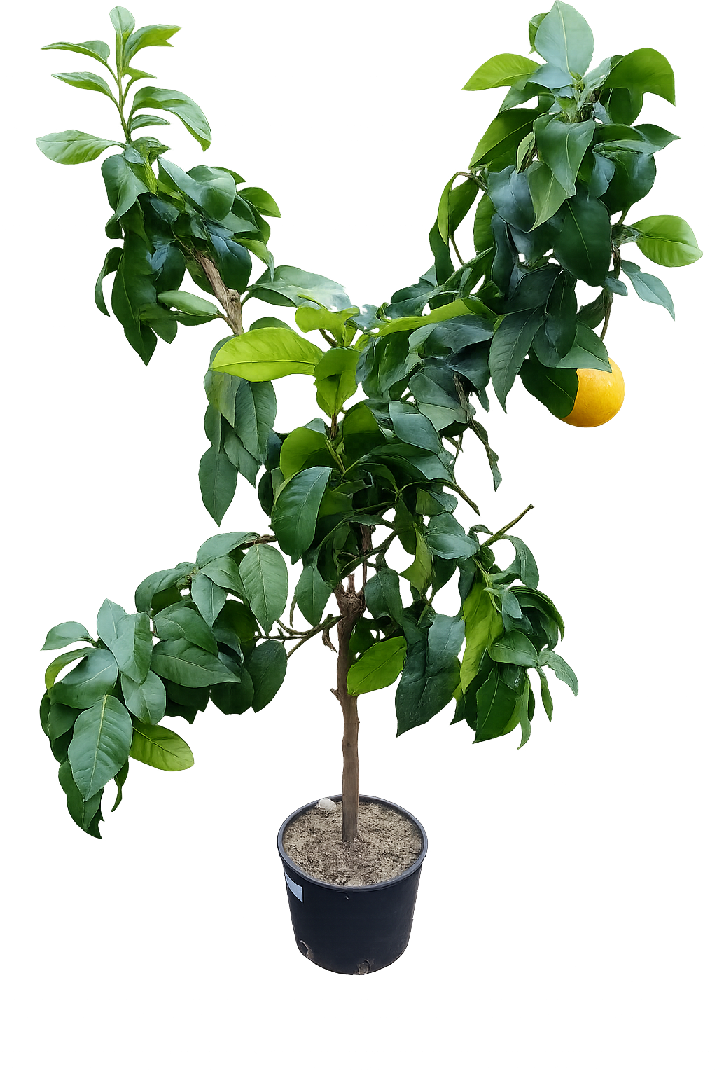 Citrus Bergamia 'Fantastico' - Bergamotte - Edle Bergamottsorte, 120-140 cm, für Ihr Zuhause