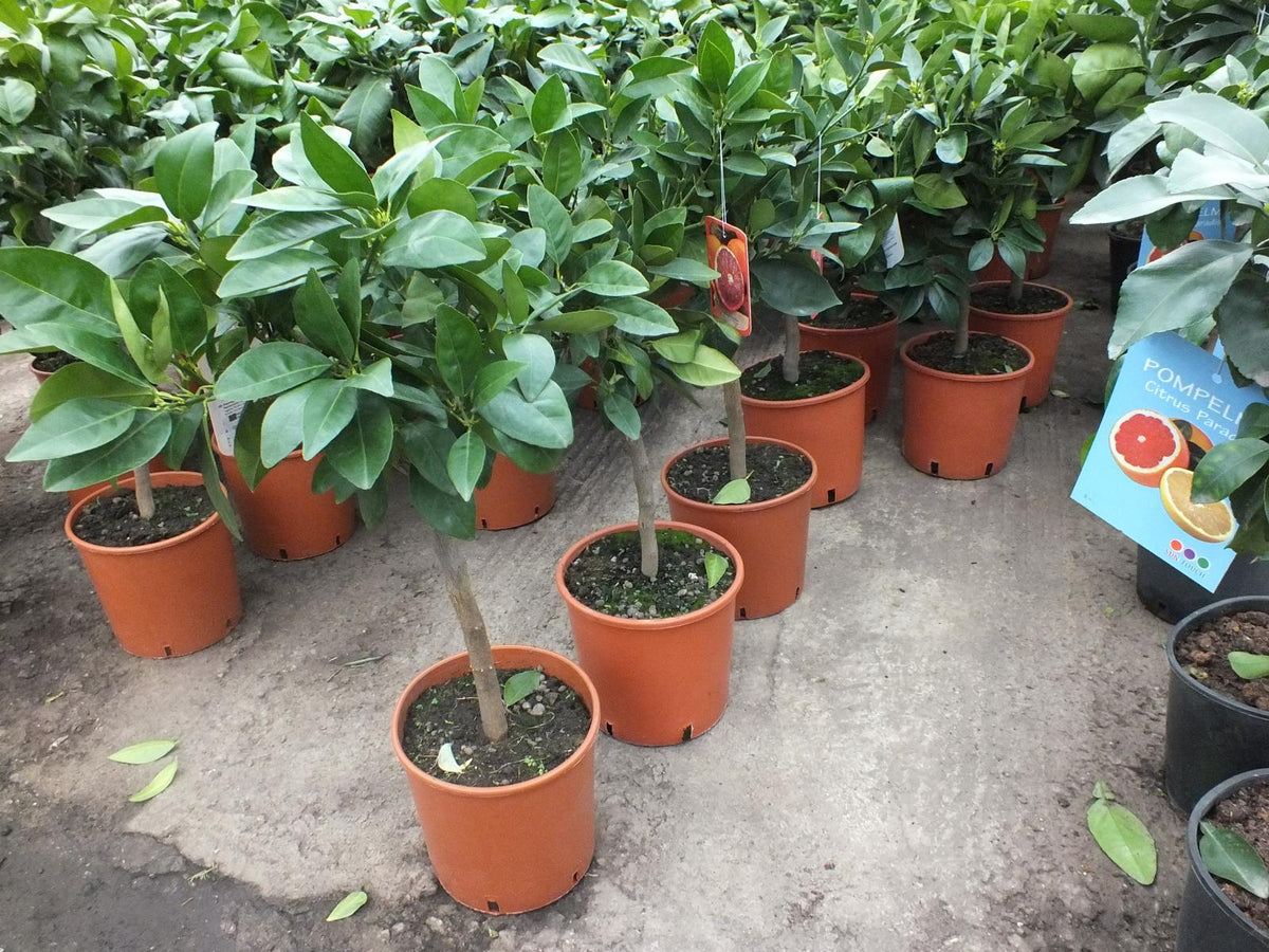 Citrus sinensis  Sanguinello 80-100 cm - Blut-Orange