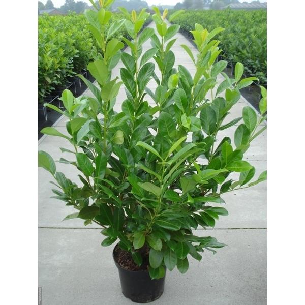 Prunus laurocerasus Rotundifolia Rundblättriger Kirschlorbeer