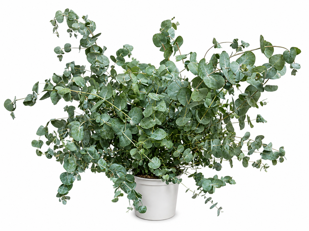 Eukalyptus Cinerea Silver Dollar PREMIUM Eukalyptový strom 60 - 80 cm mrazuvzdorná rostlina DOPRAVA ZDARMA