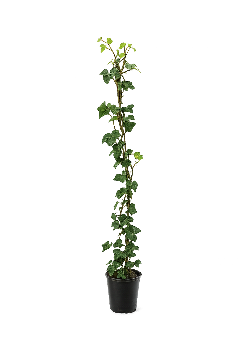 10x Efeu Hedera Hibernica 100-140 cm – Immergrüne Kletterpflanzen für 3 m Sichtschutzhecke | Irischer Efeu | Winterhart | Schnellwachsend | Heckenpflanzen Blickdicht