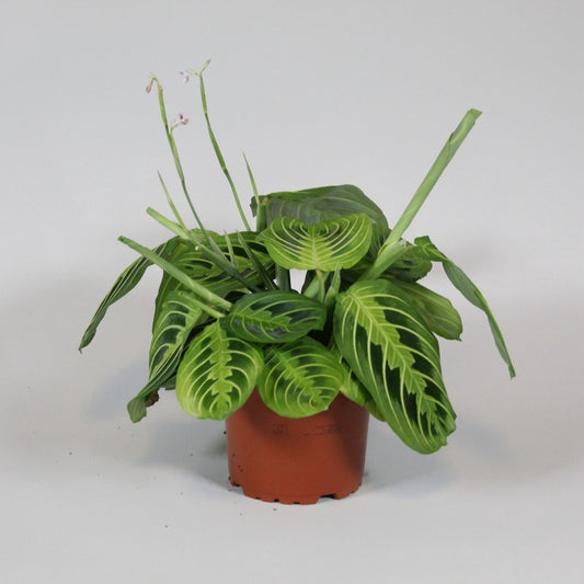 Maranta Leuconeura 'Lemon Lime' cca. 30 cm - limetkově zelená maranta - pokojová rostlina