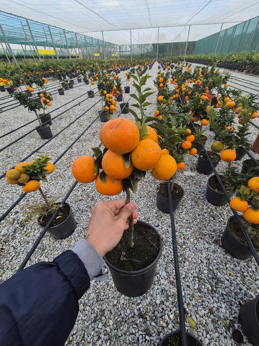 Hořký pomerančovník Chinotto (Citrus myrtifolia) – středomořský citrusový keř, 50-60 cm, ideální na balkon a terasu