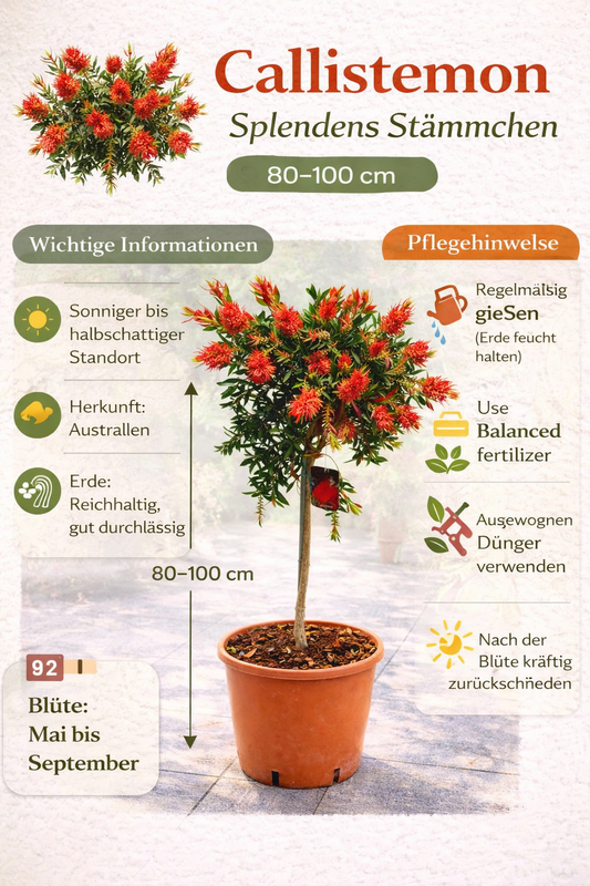 Karminroter Zylinderputzer Stämmchen (Callistemon Splendens) ca. 100 cm – Flaschenputzer Pflanze, immergrüne Kübelpflanze mit roten Blüten