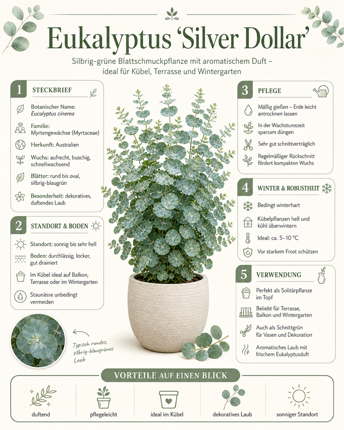 Eukalyptus Cinerea Silver Dollar PREMIUM Eukalyptový strom 60 - 80 cm mrazuvzdorná rostlina DOPRAVA ZDARMA