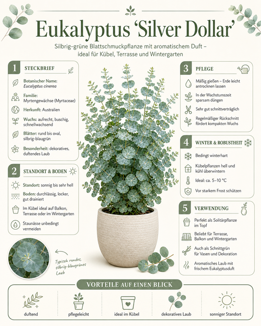 Eukalyptus Cinerea Silver Dollar PREMIUM Eukalyptový strom 60 - 80 cm mrazuvzdorná rostlina DOPRAVA ZDARMA