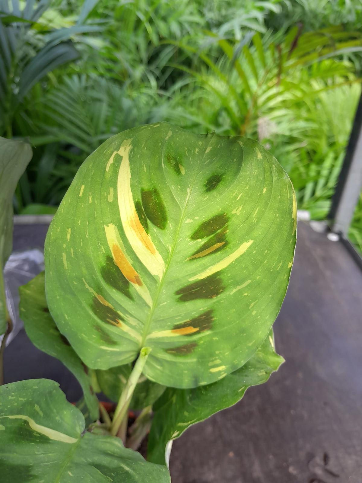 Maranta Leuconeura 'variegata ' ca. 30 cm Pfeilwurz - Zimmerpflanze - Grünpflanze