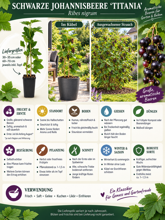 Schwarze Johannisbeere ‘Titania’ 30–35 cm – Ribes nigrum | Winterharter Beerenstrauch für Garten, Balkon und Kübel