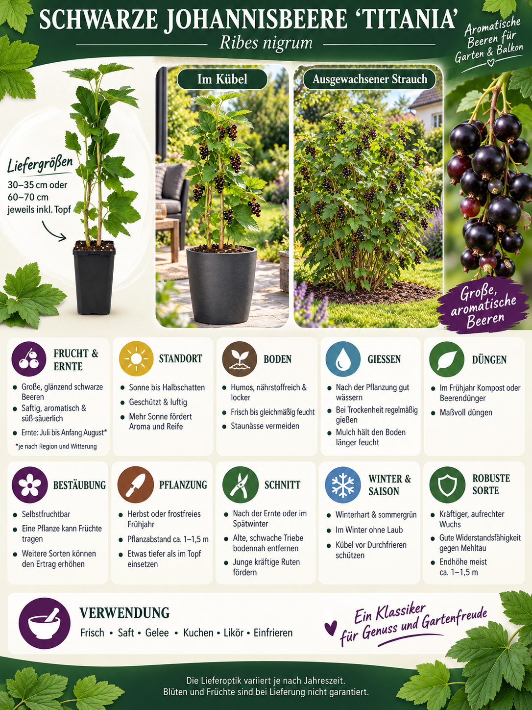 Schwarze Johannisbeere ‘Titania’ 60–70 cm – Ribes nigrum, robuste Beerenpflanze für Garten und Kübel
