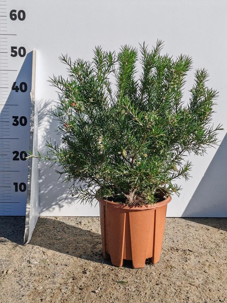 Grevillea Juniperina 40-50 cm - Australische Silbereiche mit Wacholderblättern | Immergrüner Zierstrauch für Garten & Terrasse