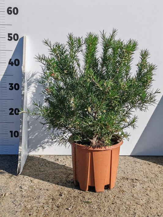 Grevillea Juniperina 40-50 cm - australský stříbrný dub s jalovcovými listy | Vždyzelený okrasný keř do zahrady a na terasu