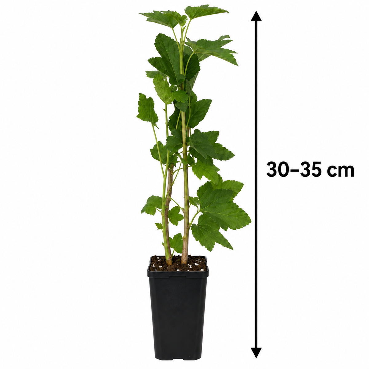 Schwarze Johannisbeere ‘Titania’ 30–35 cm – Ribes nigrum | Winterharter Beerenstrauch für Garten, Balkon und Kübel