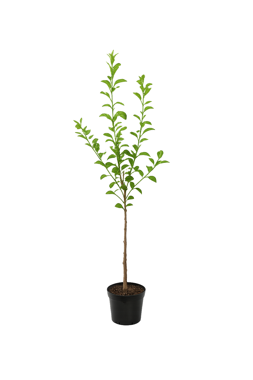 Malus Domestica 'Benoni' 100-120 cm Raná jablečná pochoutka pro vaši zahradu