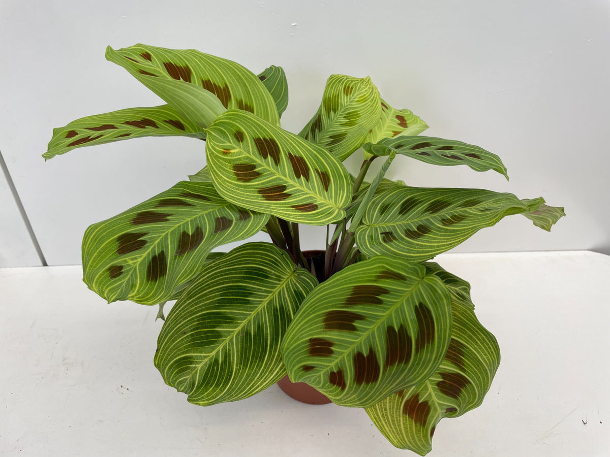 Maranta leuconeura 'Fantasy' cca. 30 cm Arova kořen - Pokojová rostlina - Listnatá rostlina