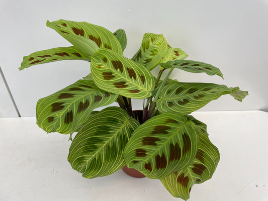 Maranta leuconeura 'Fantasy' cca. 30 cm Arova kořen - Pokojová rostlina - Listnatá rostlina