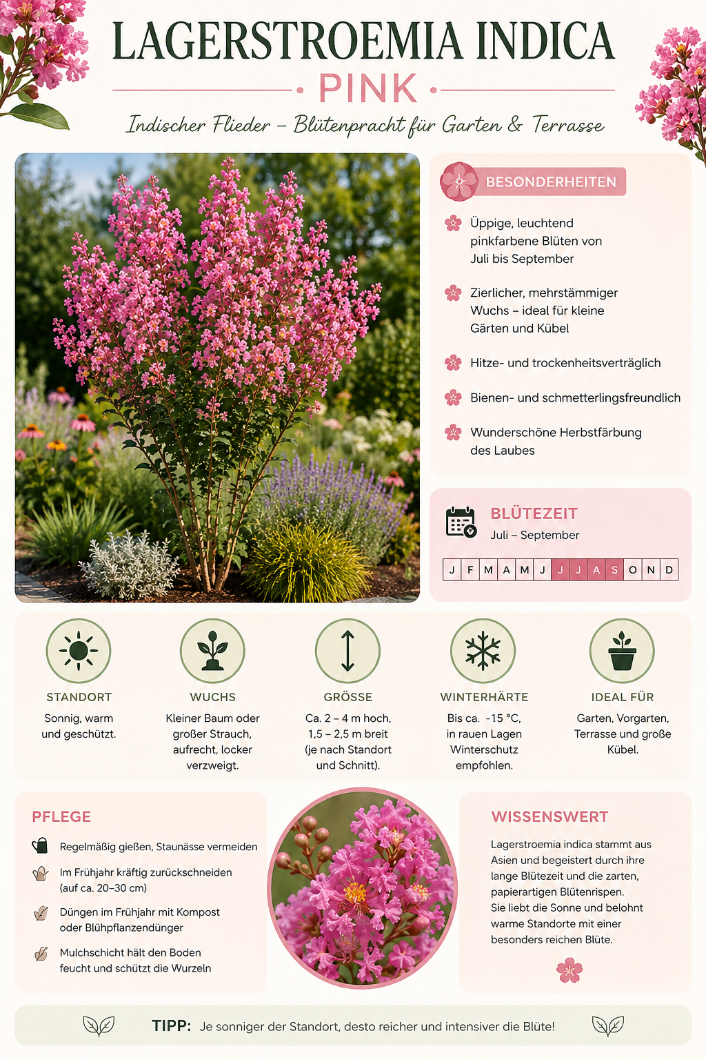 Lagerstroemia indica Pink 40–60 cm – Rosa Kreppmyrte im 2,5-Liter-Topf – Flieder des Südens für Garten, Kübel und Terrasse