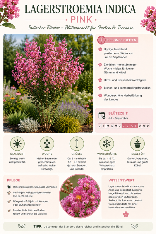 Lagerstroemia indica Pink 40–60 cm – Rosa Kreppmyrte im 2,5-Liter-Topf – Flieder des Südens für Garten, Kübel und Terrasse