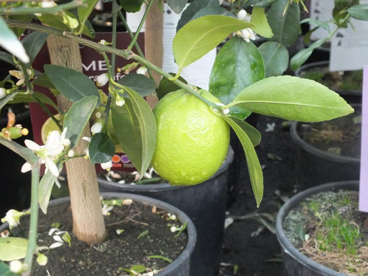 Limettenbaum - Lima Verde, Caipirinha Limette