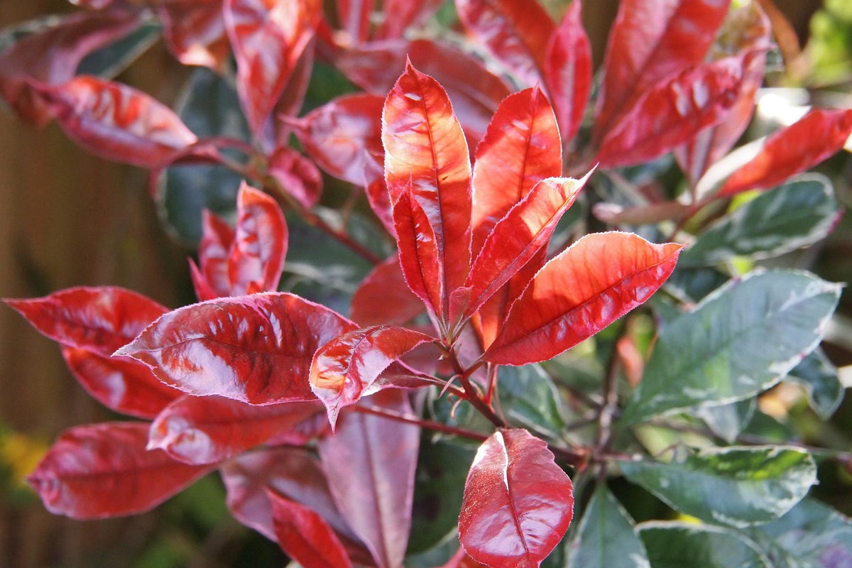 Photinia červená Red Robin 120-140 cm Photinia fraseri 'Red Robin' soliterní rostlina