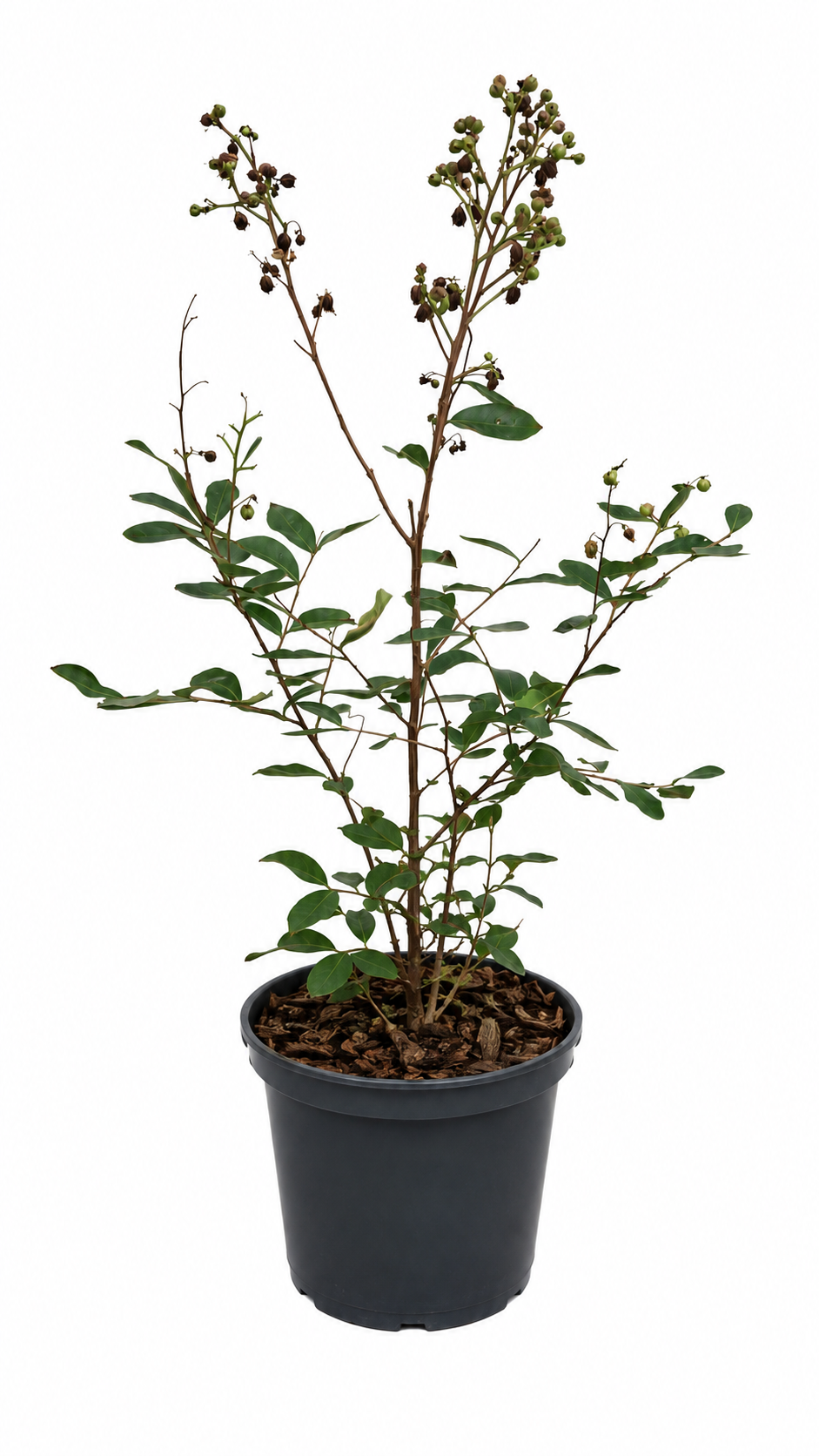 Lagerstroemia indica Rosea Nova 40–60 cm – Rosa Kreppmyrte im 2,5-Liter-Topf – Flieder des Südens für Garten und Kübel