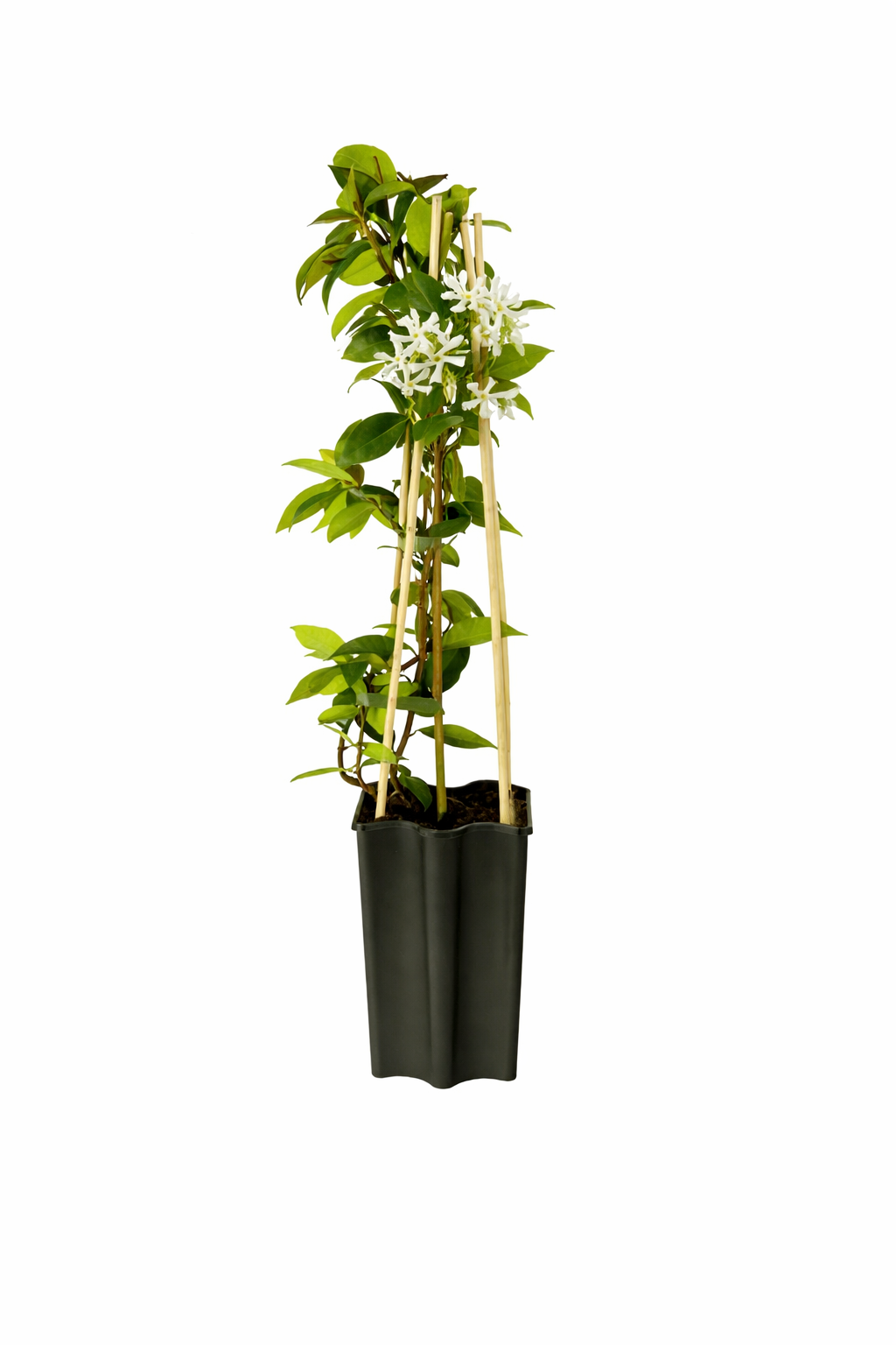 Sternjasmin (Trachelospermum jasminoides) 50–70 cm – Immergrün, Winterhart & Stark Duftend | Duftjasmin, Kletterpflanze