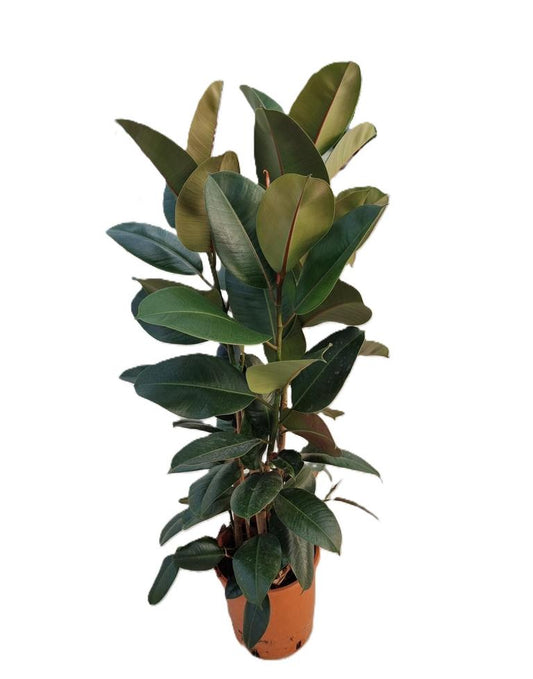 Gummibaum (Ficus Elastica Robusta) – 3 Pflanzen im Topf ca. 100 cm | Beliebte Zimmerpflanze, pflegeleicht & luftreinigend