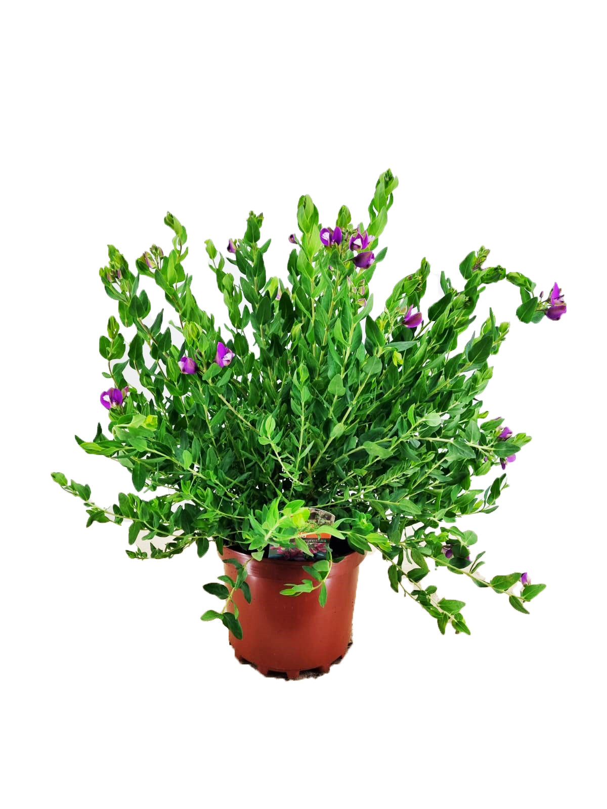 Polygala myrtifolia cca. 50 cm - Mléčnice - Středomořská rostlina - Okřídlený květ