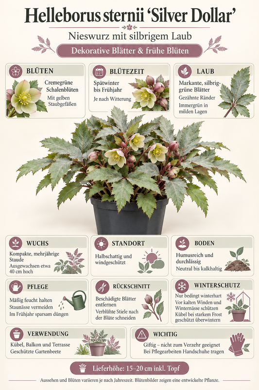 Helleborus × sternii ‘Silver Dollar’ – Nieswurz mit silbrigem Laub, immergrüne Blütenstaude für Garten & Kübel – 15–20 cm inkl. Topf