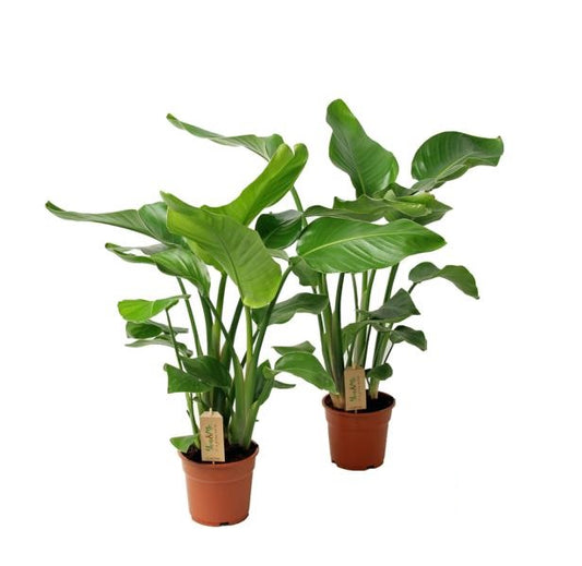 Strelitzia nicolai 2 STÜCK ca. 60 cm – Majestätische Tropenpflanze für Ihr Zuhause -- Grünpflanze -Zimmerpflanze