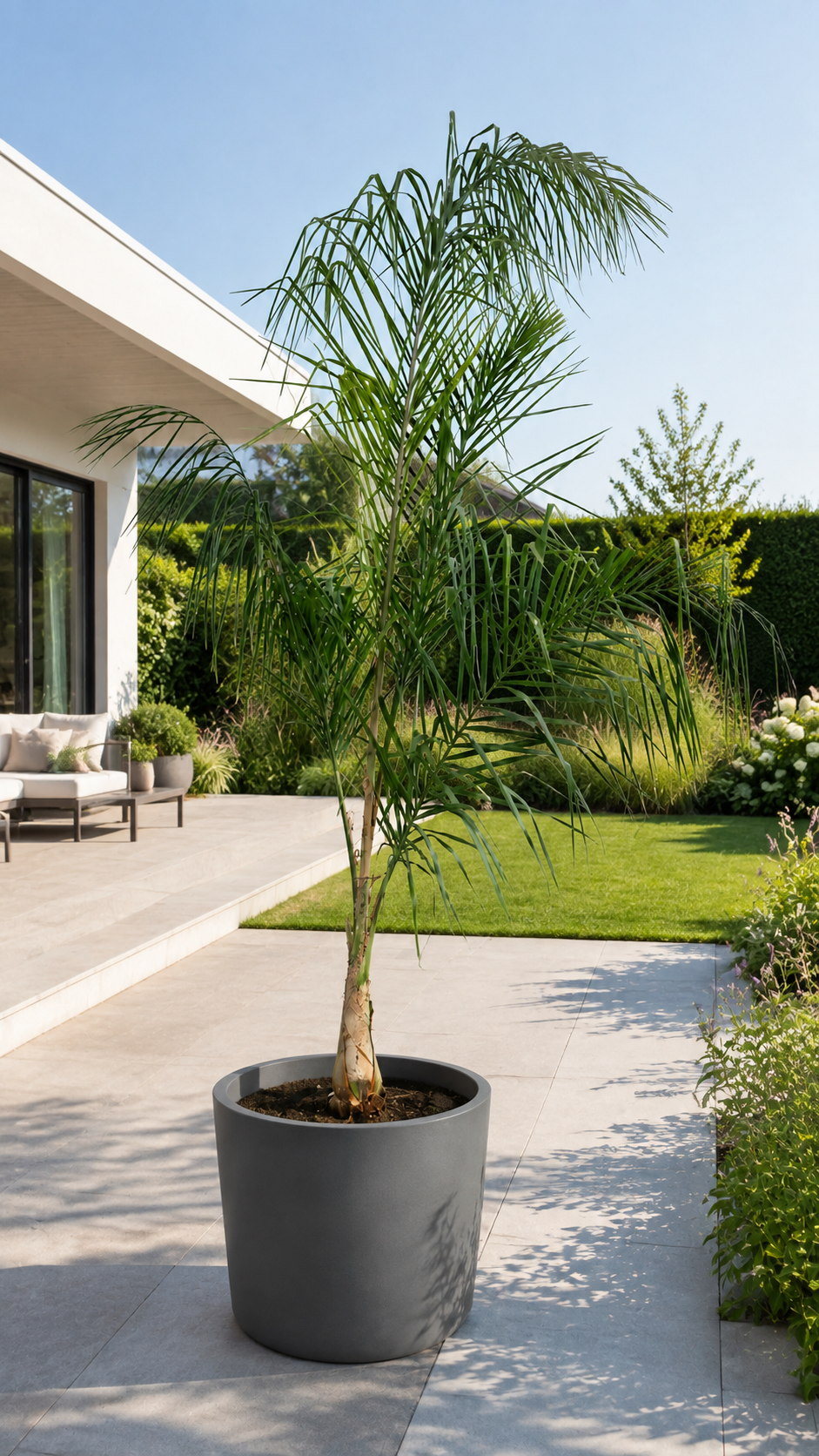 Königinpalme 200–250 cm – Syagrus romanzoffiana – große exotische Zimmerpalme und Kübelpflanze