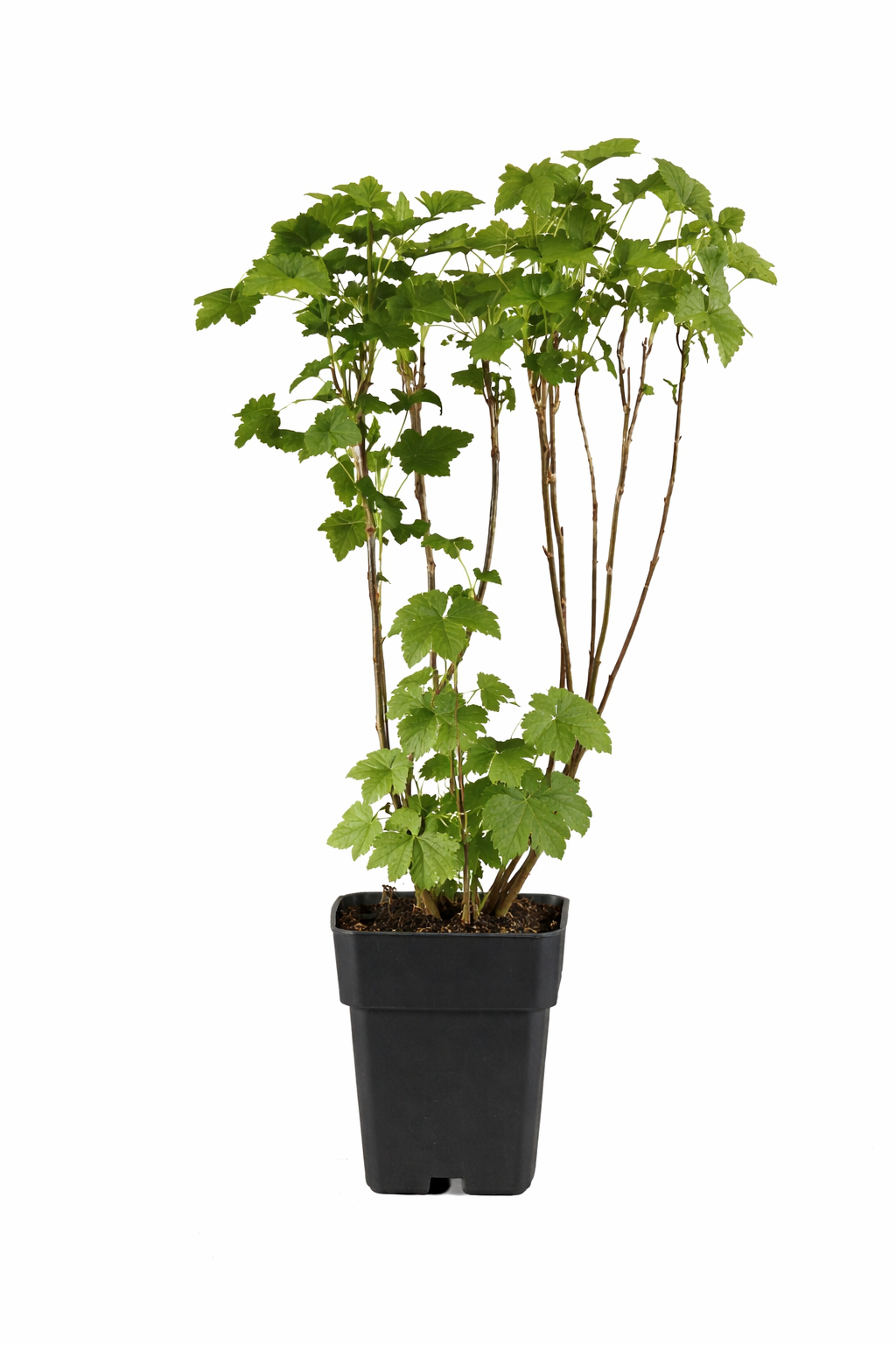 Schwarze Johannisbeere - Ribes nigrum - Ben Nevis 50 - 60 cm - großfrüchtig, rob