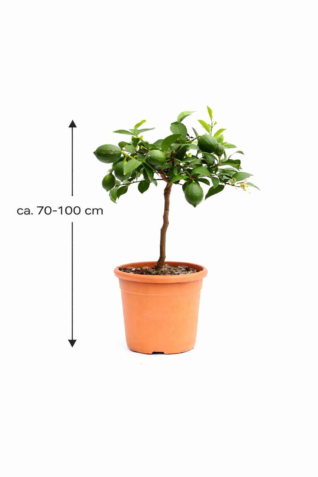 Zitronenbaum Meyer 70–100 cm – Echte Meyer Zitrone Pflanze mit Blüten & Früchten, Citrus limon Meyer, Zitronenpflanze kaufen
